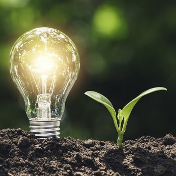 Light bulb with  young plant for energy concept put on the soil in soft green nature background.