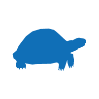 animal-turtle