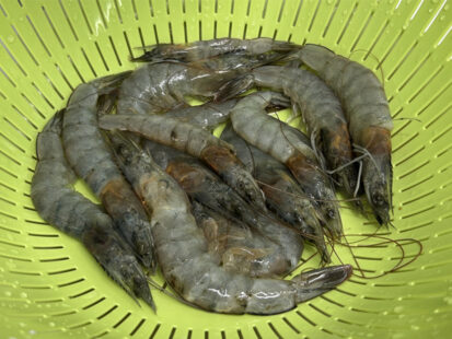 Tasting of Farmed Shrimp Produced under the Indonesia Recirculating Land-Based Aquaculture Model Project